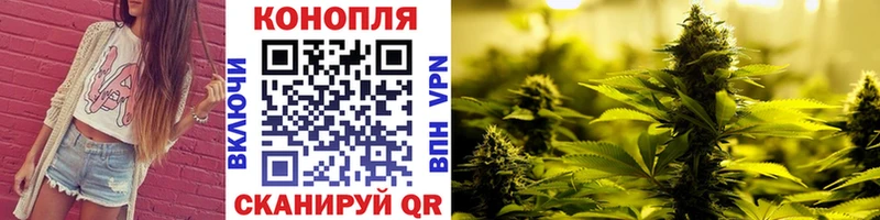 Канабис конопля Кущёвская